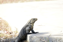 Cyclura nubila