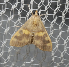 Rehimena surusalis