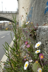 Symphyotrichum subulatum squamatum