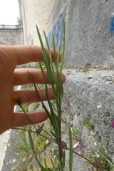 Symphyotrichum subulatum squamatum