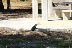 Cyclura nubila