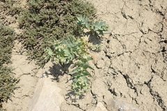 Euphorbia bungei