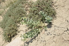 Euphorbia bungei
