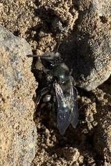 Andrena cerasifolii