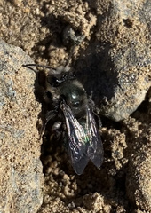 Andrena cerasifolii