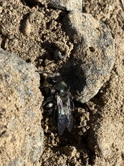 Andrena cerasifolii