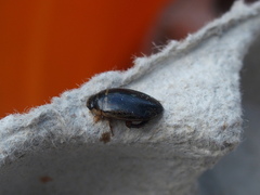 Thermonectus basillaris basillaris
