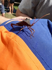 Acanthocephalini