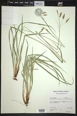Carex castanea