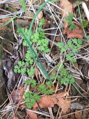 Chaerophyllum tainturieri