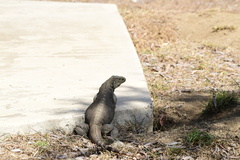 Cyclura nubila