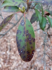 Mycosphaerella colorata