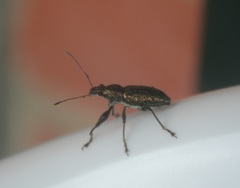 Curculionidae