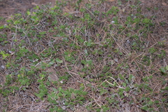 Arctostaphylos hookeri hookeri