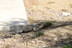 Cyclura nubila