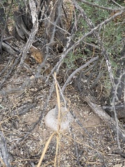 Ibervillea sonorae