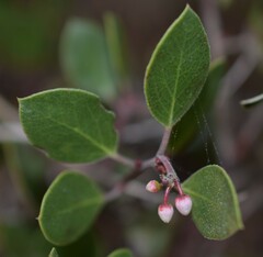 Arctostaphylos hookeri hookeri