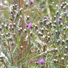 Lessingianthus rubricaulis