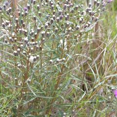 Lessingianthus rubricaulis