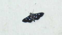 Desmia subdivisalis