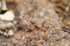Pheidole fallax