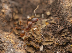 Pheidole fallax