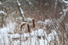 Typha angustifolia