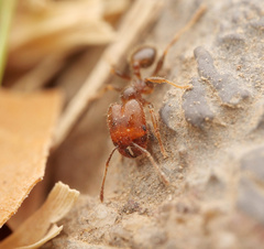 Pheidole pilifera