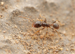 Pheidole pilifera