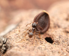 Pheidole pilifera
