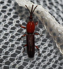 Brentinae