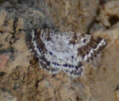 Melanolophiini
