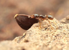 Pheidole pilifera
