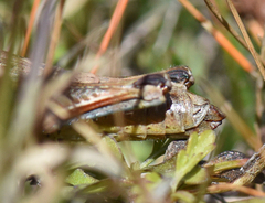Melanoplus lakinus
