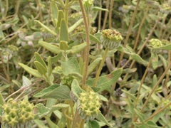 Phlomis fruticosa