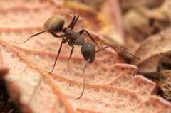 Camponotus rubrithorax