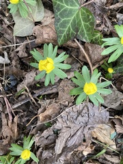 Eranthis hyemalis
