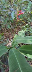 Heliconia metallica