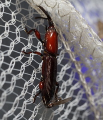 Brentinae