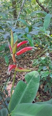 Heliconia metallica