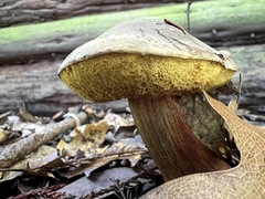 Xerocomellus mendocinensis
