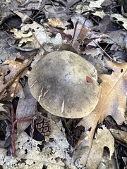 Xerocomellus mendocinensis
