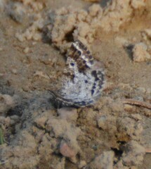 Melanolophiini