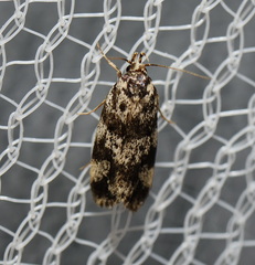 Barea eucapnodes