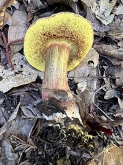 Xerocomellus mendocinensis