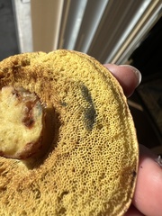 Xerocomellus mendocinensis
