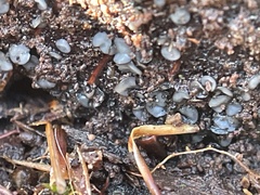 Chlorosplenium