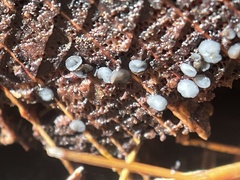Chlorosplenium