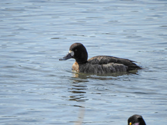 Aythya affinis