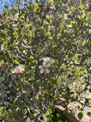 Prunus fremontii